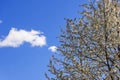 Blooming snow-white apple tree and a small white cloud against a bright blue sky,ÃÂ Val di Non Royalty Free Stock Photo